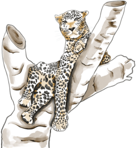 leopardos-el-1