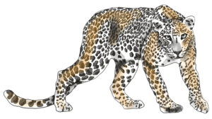 leopardos-el-11