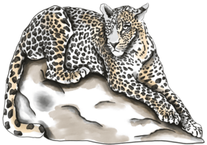 leopardos-el-12