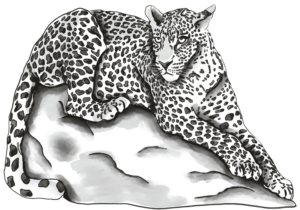 leopardos-el-13