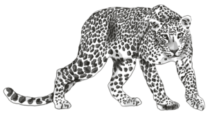 leopardos-el-14
