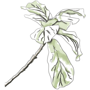 leopardos-el-35