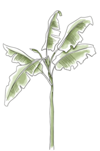 leopardos-el-39