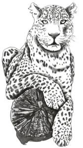 leopardos-el-4