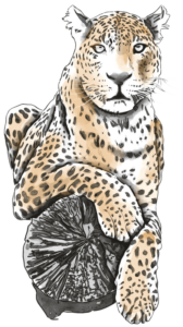 leopardos-el-5