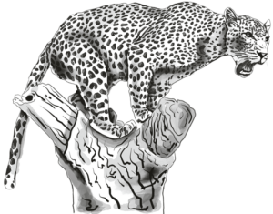 leopardos-el-6