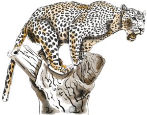 leopardos-el-7