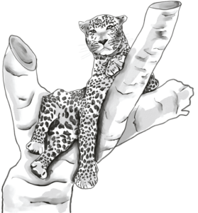 leopardos-el-8