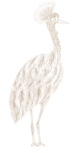 nacar-el-6