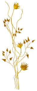 gold-el-15