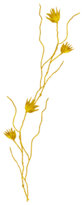 gold-el-6