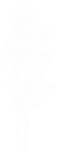 nacar-el-12